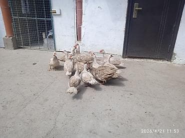 спортивные седло: Продаю | Индюк (самец) | Полукровка | Для разведения | Племенные — 4