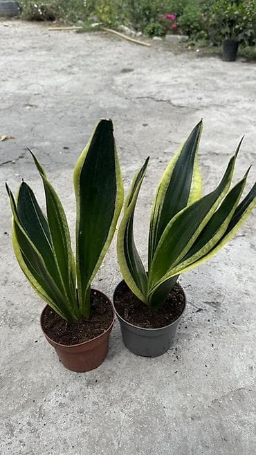 фикус тинеке: Сансевьера (Sansevieria trifasciata, «щучий хвост», «тещин язык») в — 3
