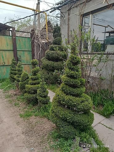 Топиарные кусты (садовая стрижка) - Живые вечнозелёные кустарники с