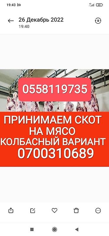 Жеке жак, Колбаса цехи : Уйлар, букалар, Жылкылар, аттар, Башка а/ч жаныбарлары, | Күнү-түнү, Бардык шартта, Союлган