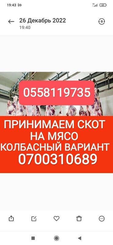 эчки сатып алам: Сатып алам | Уйлар, букалар, Жылкылар, аттар, Башка а/ч жаныбарлары | Күнү-түнү, Бардык шартта, Союлган — 1