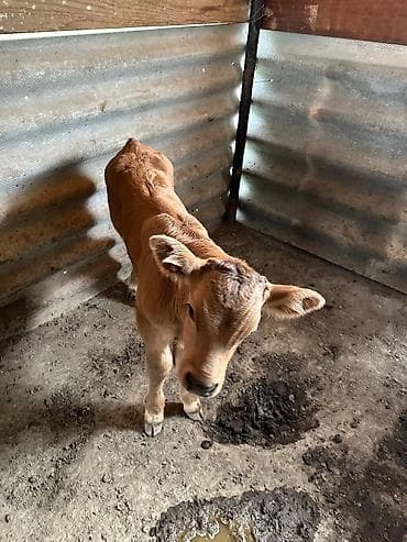 кой козу беловодский: Продаю | Музоо, торпок | Для разведения — 2