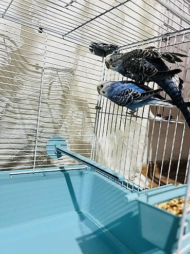 работа в джалал абаде водитель: 2 Волнистый попугай + клетка — 2