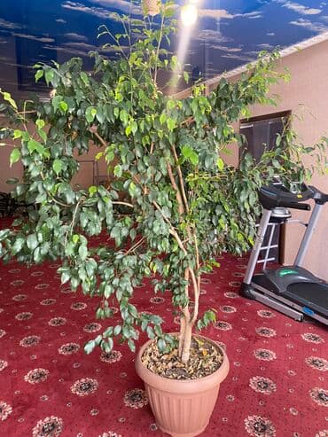 фикус али: Срочная распродажа. Самый большой Фикус Бенджамина на продаже — 4