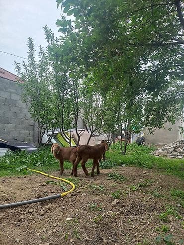 кролики крол кролиха кролик: Продаю | Ягненок | Арашан | На забой — 5