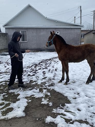 Зоотовары: Продаю | Жеребенок | Конный спорт — 3