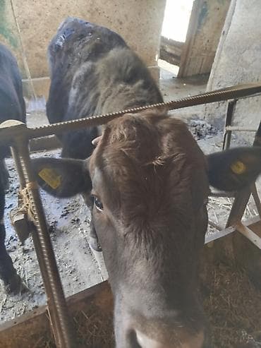 кулак тай: Продаю | Бык (самец) | На откорм | Привязанные — 5