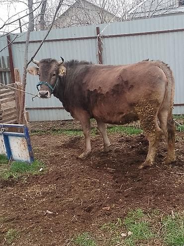 корова теленок: Продаю | Корова (самка) | Для разведения — 1