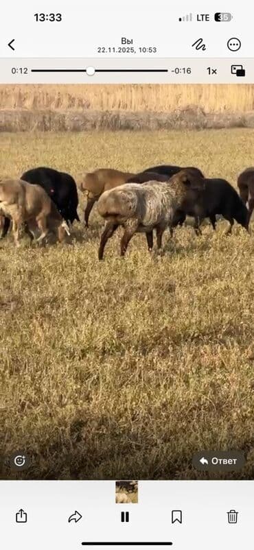 куплю авчарку васточный еврапейца кабиля: Продаю | Овца (самка) | На забой — 1
