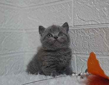 персидская кошка: Продаётся шотландская девочкаскоттиш-страйт,окрас голубой,возраст — 1
