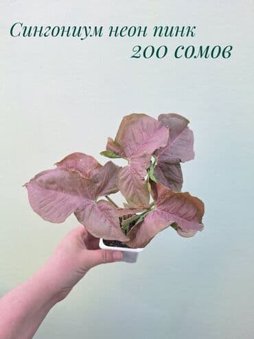 газон готовый: ● Комнатные растения (укоренённые черенки, молодые растения, взрослые — 19