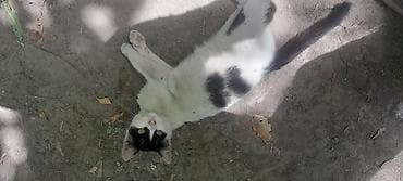 scottish fold: Беспородная, 4 месяца, Девочка, Биколор — 1