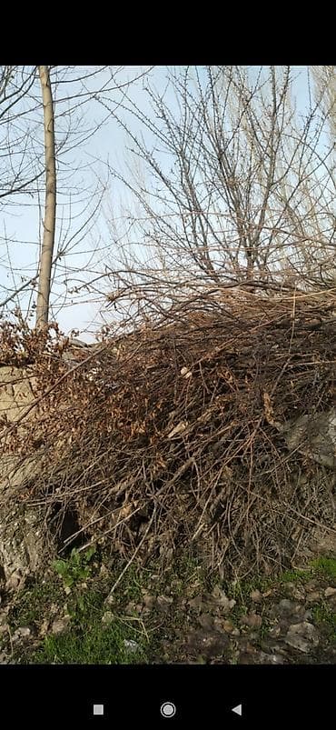 Пикник үчүн товарлар: Отун — 2