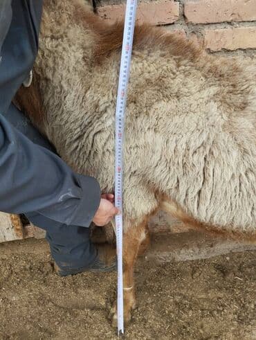 бараны арашаны: Сатам | Кочкор (эркек) | Арашан | Көбөйтүү үчүн | Жасалма жол менен боозутуу — 10