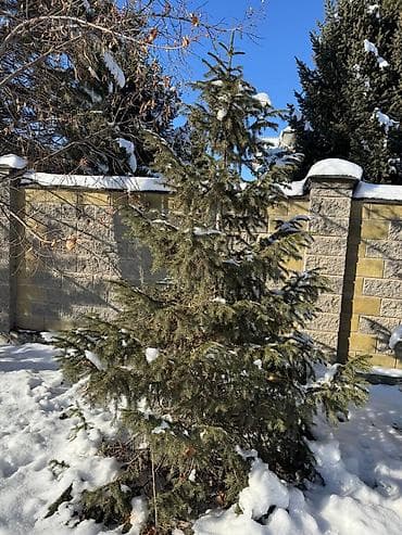 Көмүр: Көчөттөр дарактардын: Карагайлар, Өзү алып кетүү — 7