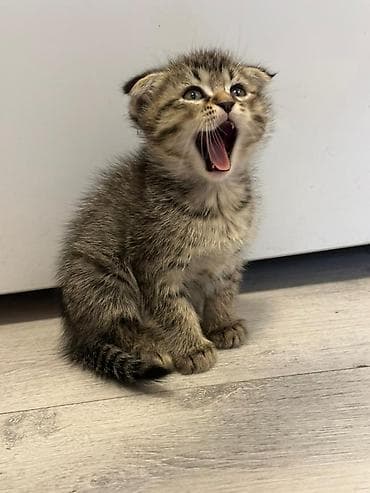 Кошки: Шотландские вислоухие котята (Scottish Fold) - Порода: шотландская — 3