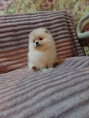 пекинес щенок: Шпиц, 2 месяца, Самка, С прививкой — 4