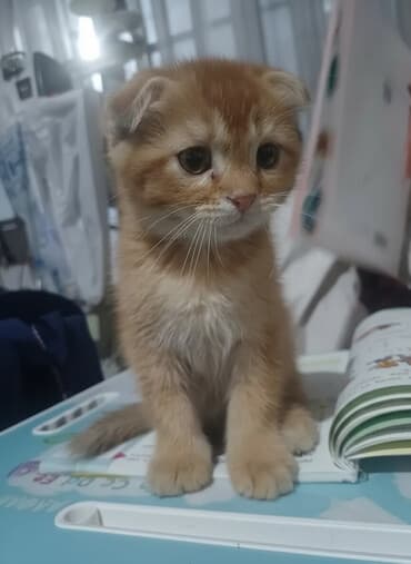 сколько стоят вислоухие коты: Скотиш Фолд (Шотландская вислоухая), 2 месяца, Мальчик, Рыжий, С прививками — 3
