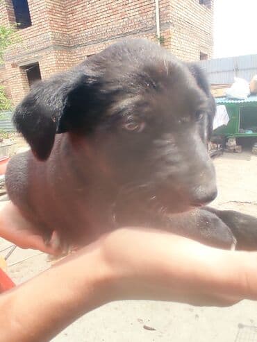 щенки белгийскоц овчарки: Ит бекер берилет: 2 айлык, Эркек — 18