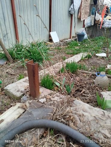 рассрочка тошок: Саженцы прибалтийскогофундука (лещины),годовалые от 300 сомов — 5