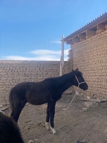 бекер уй: Продаю | Жеребенок | Конный спорт — 1
