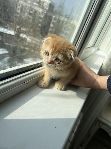 шотландский вислоухий котенок: Скотиш Фолд (Шотландская вислоухая), 2 месяца, Мальчик, Рыжий, Приучена к лотку — 7