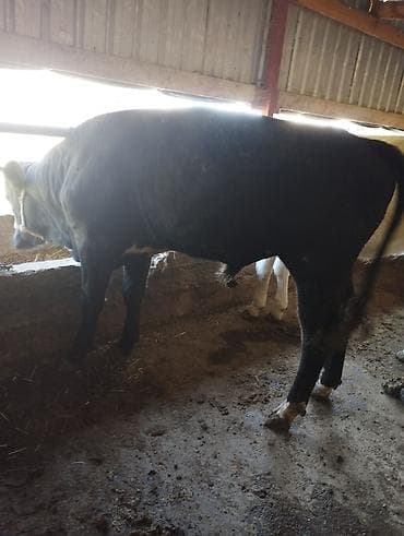 Продаю | Бык (самец) | На откорм | Привязанные