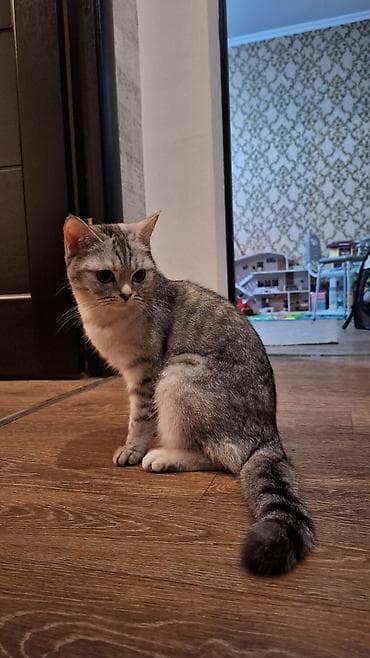 Скотиш Фолд (Шотландская вислоухая), 1 год, Девочка, Биколор, Приучена к лотку, Проглистована