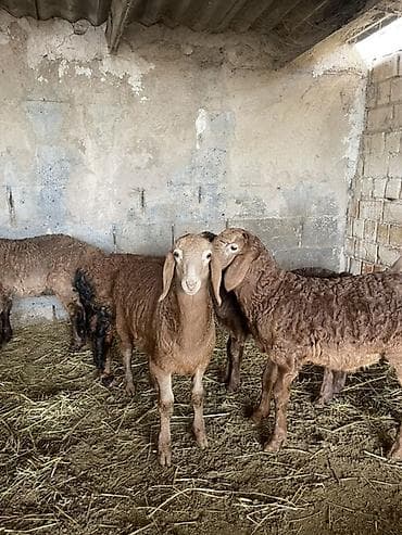 беркут птица: Продаю | Овца (самка) | Гиссарская, Арашан | Для разведения | Ярка — 3