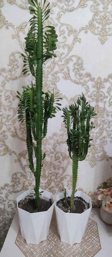 🌿 Продаю домашние растения 🪴 Красивые, ухоженные и полезные для вашего