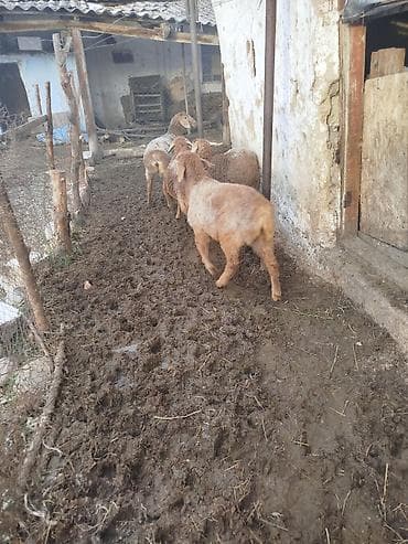 Собаки: Продаю | Ягненок | Полукровка | Для разведения | Матка — 2