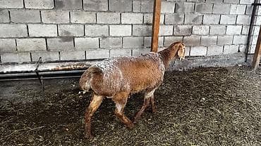 бычки 1 5: Продаю | Овца (самка) | На забой | Племенные — 6