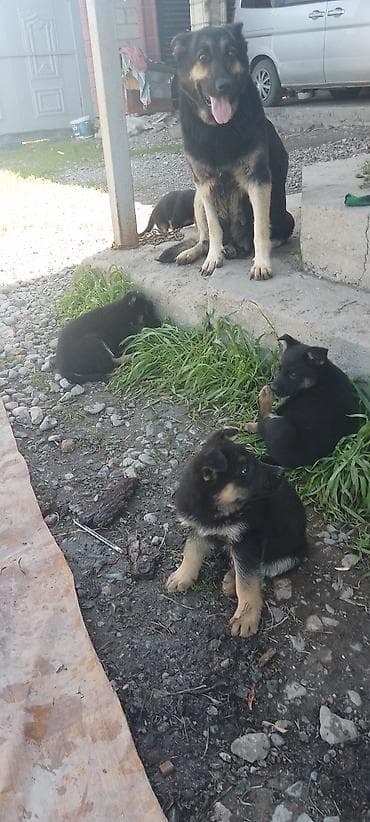 овчарку немецкий: Щенки немецкой овчарки старого типа с гарантией 100%. Сука рожает — 3
