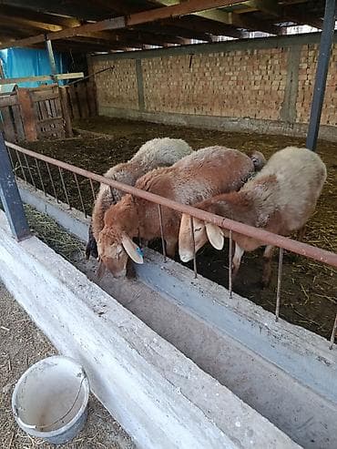 телята токмок: Продаю | Овца (самка) | Для разведения | Ярка — 3