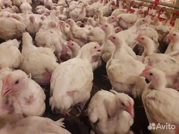 бекер уй: Сатам | Балапандар | Бройлер | Союуга — 3