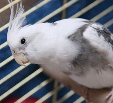 А/ч жаныбарлары үчүн тоюттар: Белощекие кареллы хорошо учатся говорить и приручаются к рукам. Так же — 5