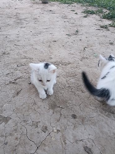 львенок купить: Котята от домашней кошки - Описание: пушистые котята от красивой — 5