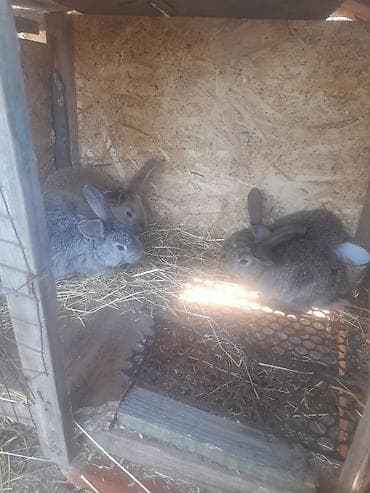 Продаю | Крольчата | Серый великан | Для разведения