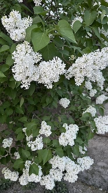 тай полукровка: Сирень обыкновенная, белоцветковая форма (Syringa vulgaris, белая) - — 2