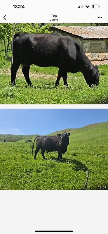 уй ангус: Продаю | Корова (самка), Бык (самец), Тёлка | Абердин-ангус | Для разведения | Племенные — 2