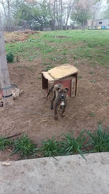 pro plan: Питбуль, 5 месяцев, Самец — 3