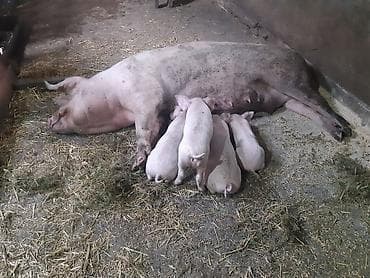 ежик купить: Продаются поросята, крупная белая, родились 16 января, зубки — 8