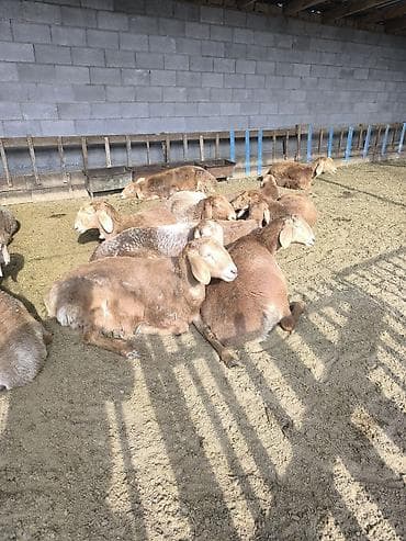 арашанские матки: Продаю | Ягненок | Арашан | Для разведения | Племенные — 7