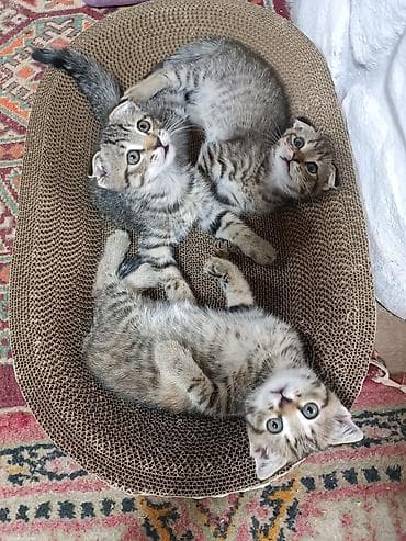 Отдам котят в хорошие добрые руки, котята ходят в лоток, возраст чуть at lalafo.kg Отдам котят в хорошие добрые руки, котята ходят в лоток, возраст чуть