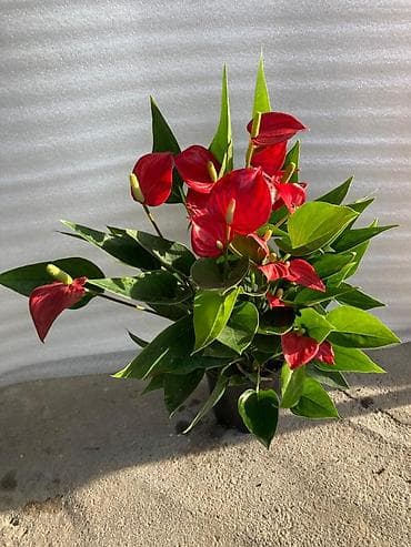 Комнатные растения: 💐Женское счастье белок по 1000с, 💐красное мурское счастье по 1000с — 1