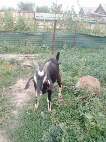 куры доминанты: Продаю | Коза (самка) | Битал — 2