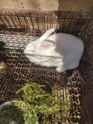 в связи с переездом отдам попугая жако в добрые руки: Продаю | Крольчиха (самка), Кролик самец | Для разведения — 3