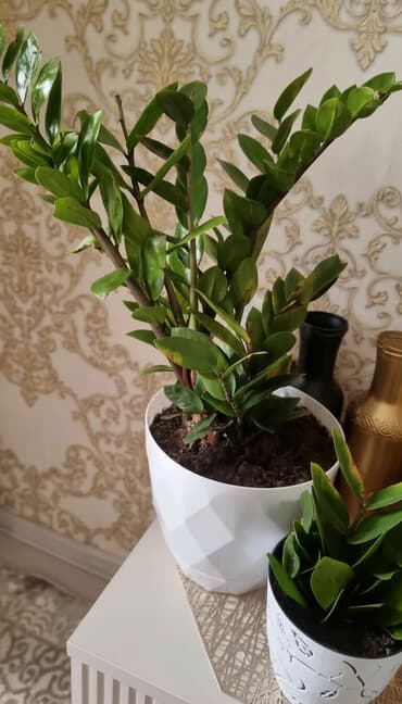 купить пальму: РАСПРОДАЖА Продаю цветок для офиса и дома. Высота 1 метр. долларовое — 3