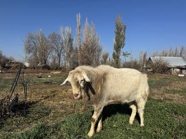 Собаки: Продаю | Козёл (самец) | Зааненская | Для разведения | Осеменитель — 5