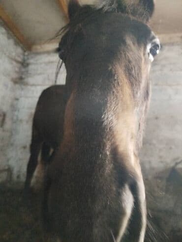 ат бычмал: Продаю | Жеребец | Для разведения | Племенные — 3